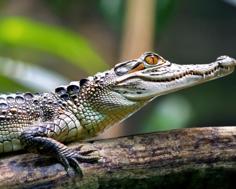 Profile view of a Morelet's crocodile with textured scales and yellow eyes resting on a log in Belize.