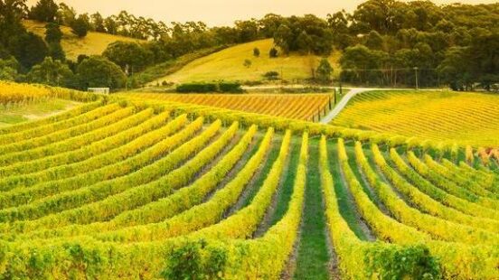 Adelaide Hills Vineyards Australia