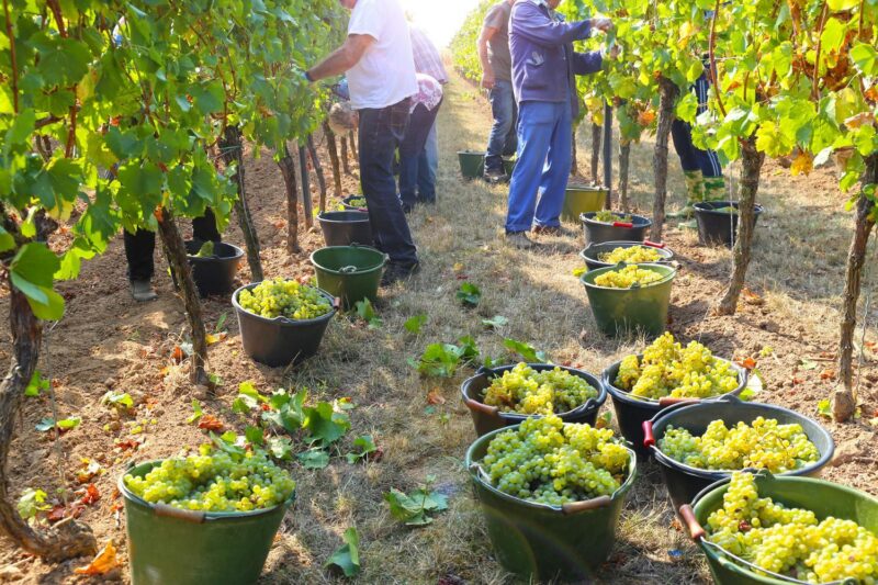 Wine region in Chile