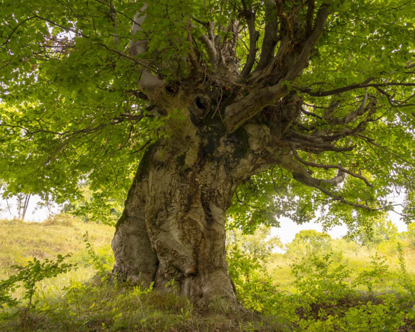 Explore a beech tree forest