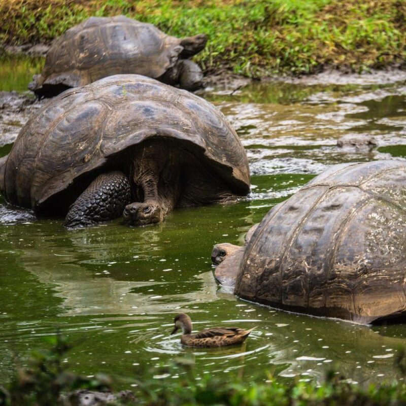 Several Galapagos giant tortoises bathing in a muddy green pond with a duck swimming in the foreground.