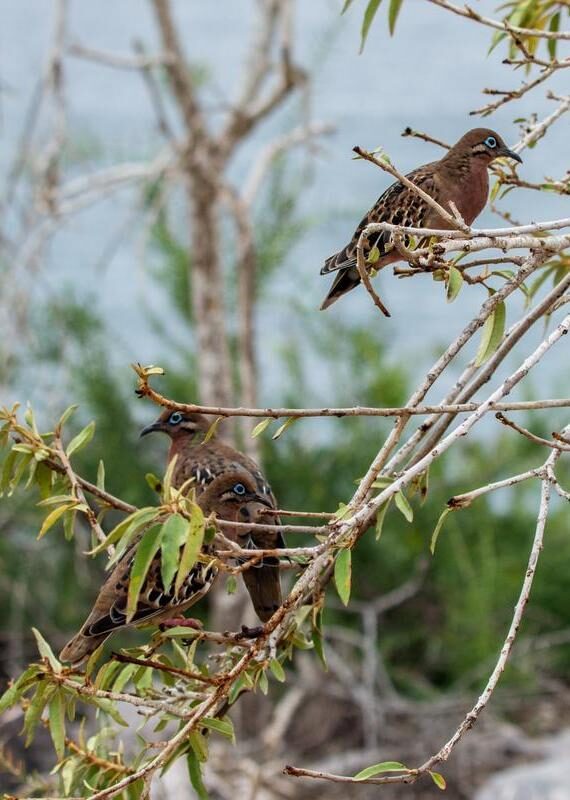 Three Galapagos doves with blue eye-rings and speckled brown feathers perched on thin tree branches.