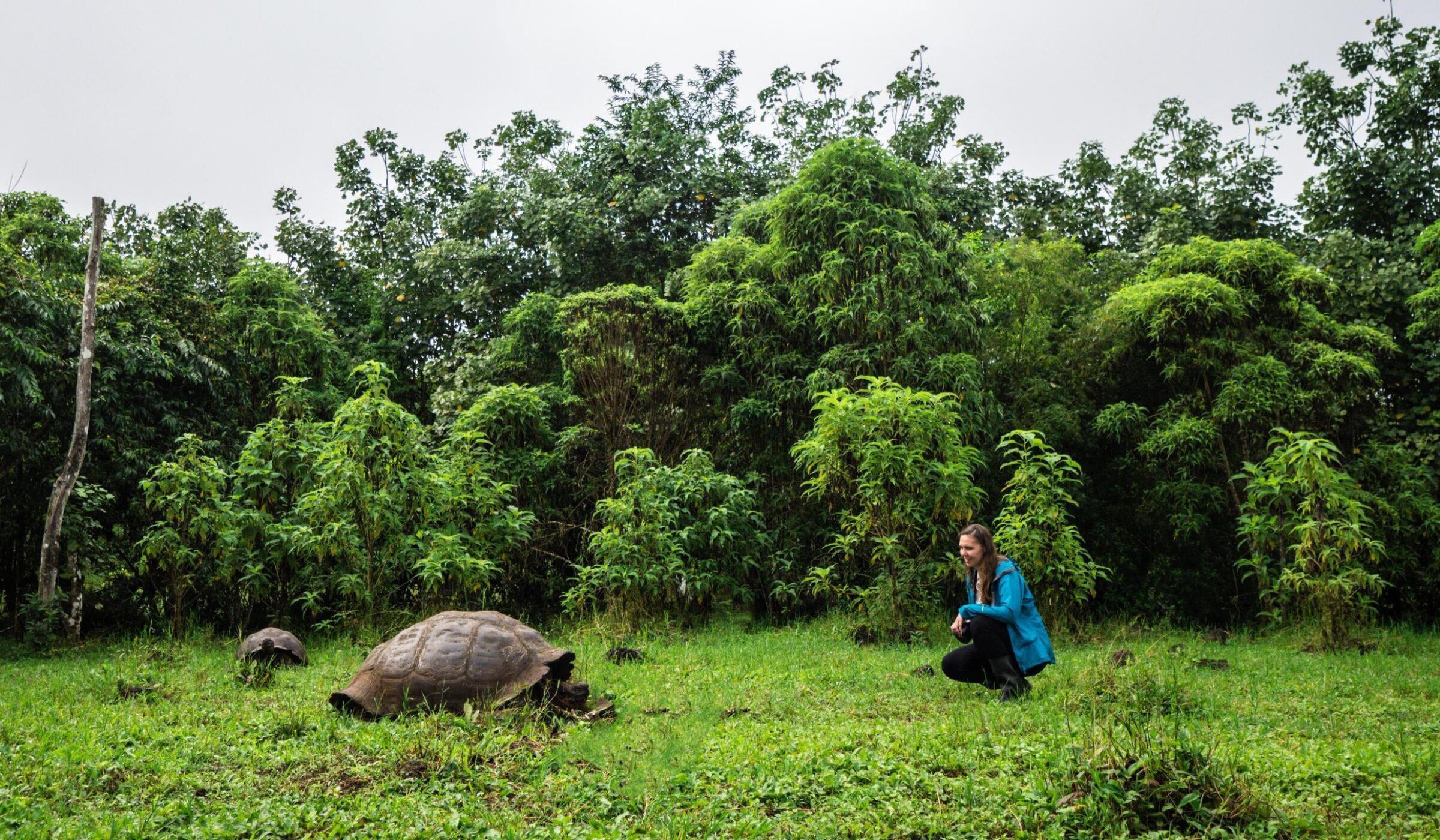 Ecuador Galapagos Giant Tortoise experience