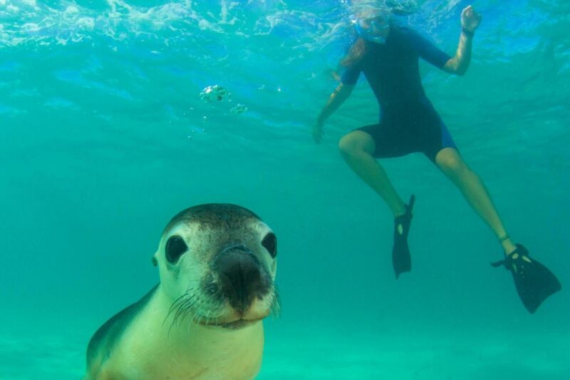 Australian Sea Lion and young woman snorkeling