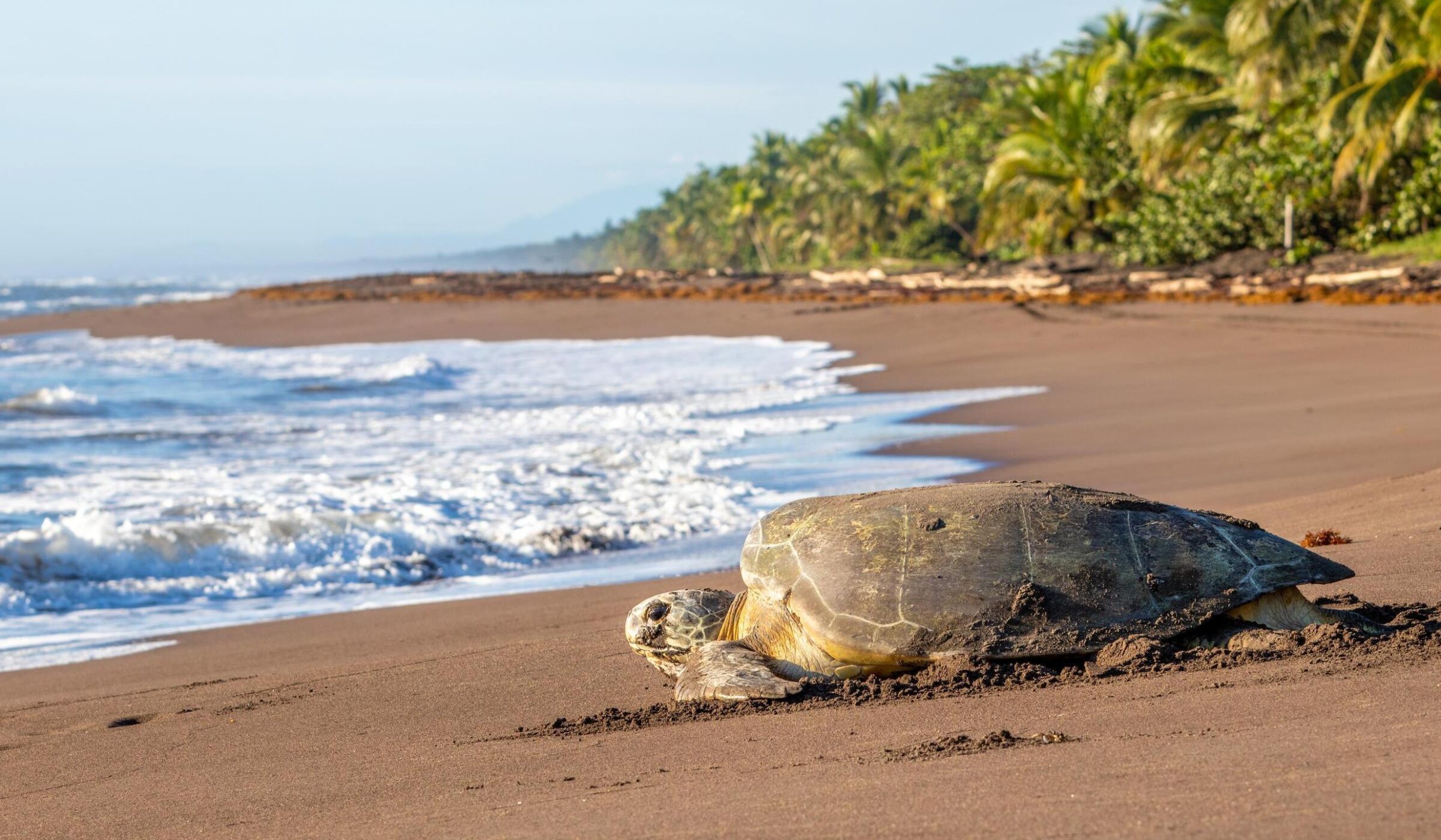 Green sea turtle nesting in Tortuguero Beach, Costa Rica