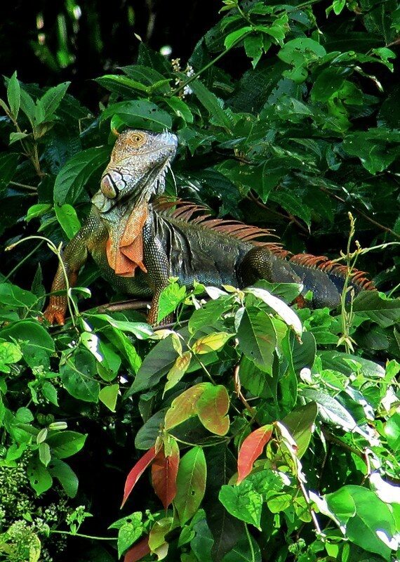 Wildlife in Tortuguero Costa Rica