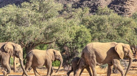 A group of elephants walking along the plains of Damaraland, with a mountainous landscape behind them