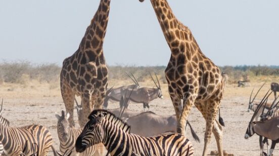 Wild animals congregate around a waterhole in Etosha National Park, northern Namibia, Africa.