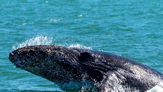 A whale coming up for air in the waters of Walvis Bay