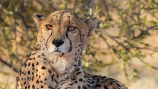 Cheetah resting in Okonjima Nature Reserve, Namibia