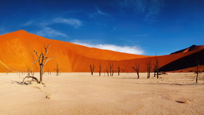 Dead tree in Dead Vlei, Sossusvlei, Namib Desert, Namibia