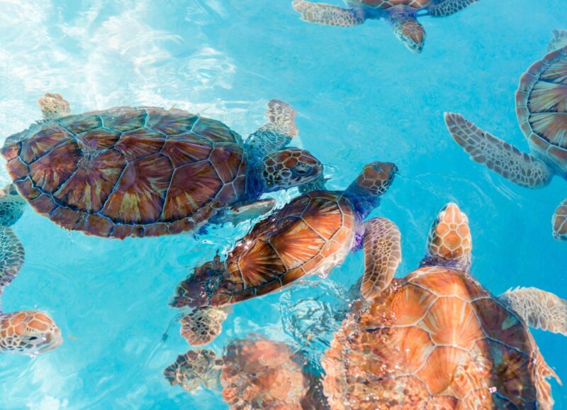 Small sea turtle looking from the water