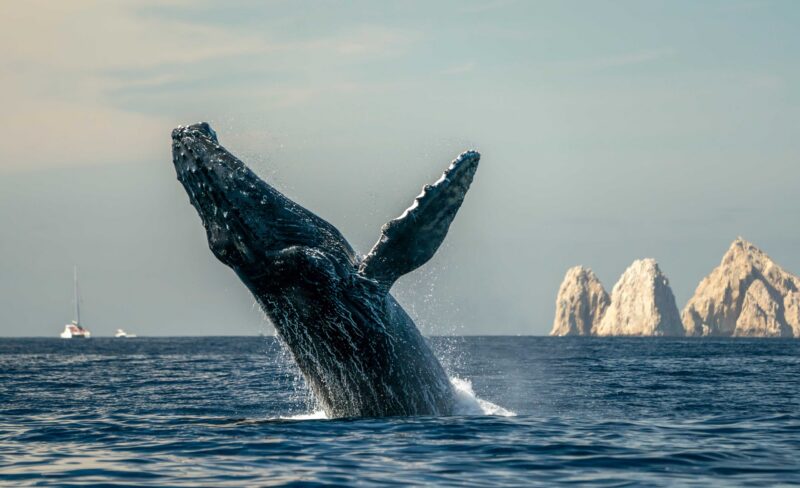 humpback whale breaching in cabo san lucas baja california sur mexico pacific ocean jumping out of the sea