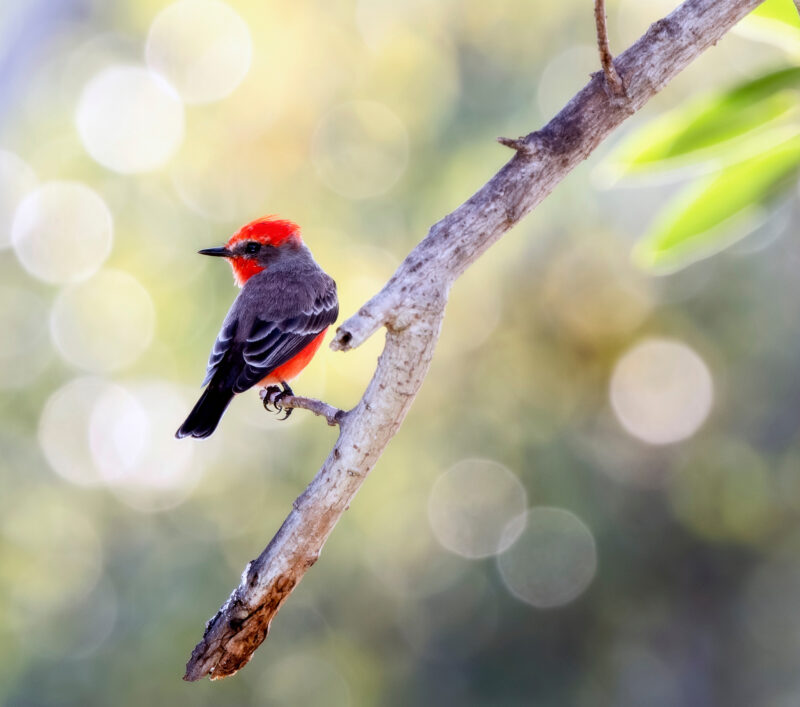 A Brilliant Red Male Vermilion Flycatcher (Pyrocephalus rubinus) Perched While Hunting for Prey in Punta de Mita, Nayarit, Mexico
