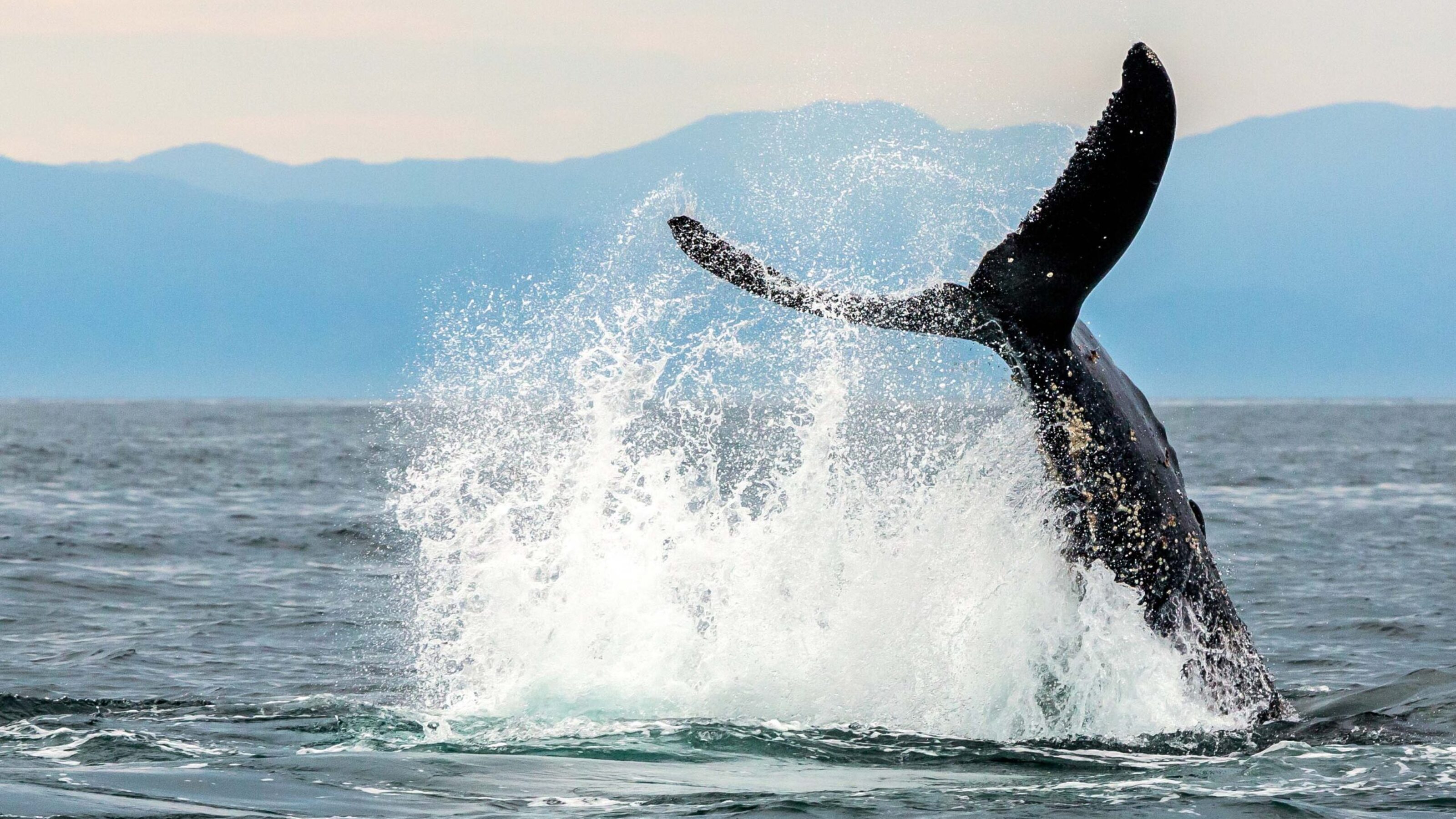Wine, Whales and Wonders of Mexico