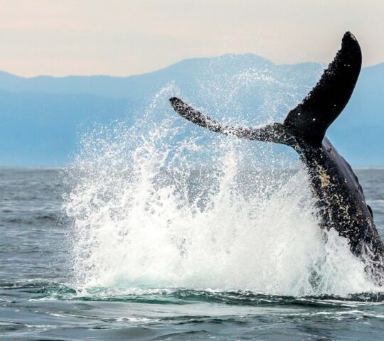 Whale-watching