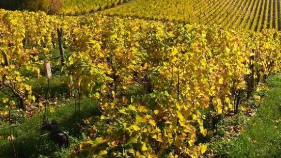 Autumn landscape of golden leaved vines