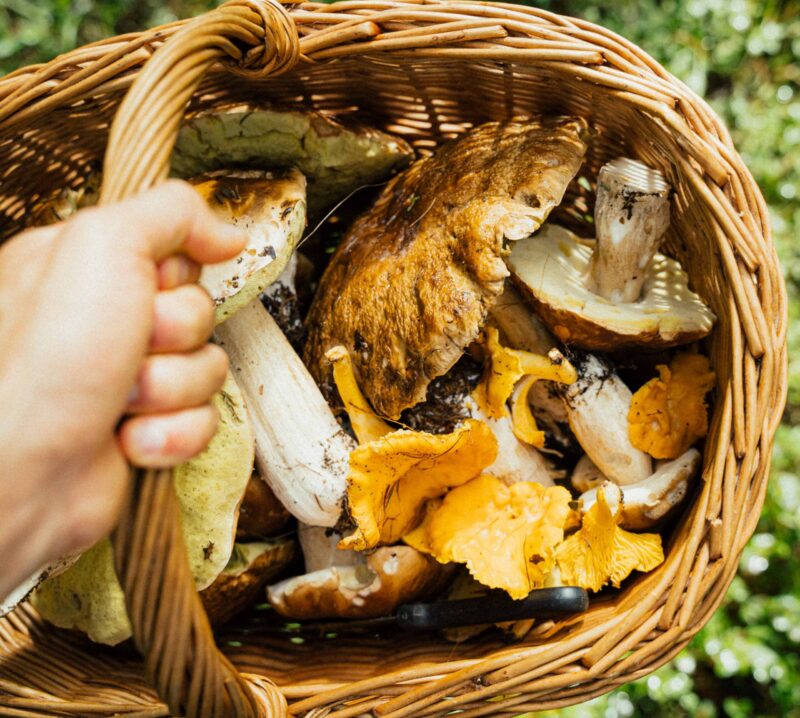 A hand holding a wicker basket filled with various wild mushrooms like porcini and chanterelles in a forest setting.