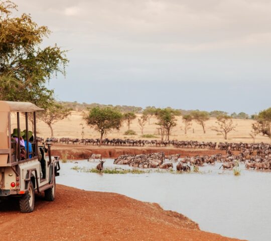 Thrilling game drives