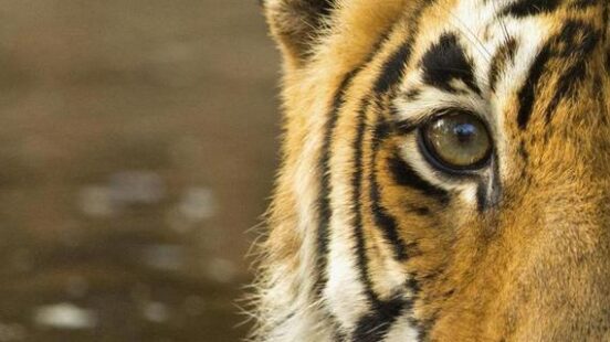 Wild tiger in a pool of water in Ranthambore tiger reserve 500684257 Portrait, Ranthambore National Park, Bengal Tiger, Tranquil Scene, Striped, Rajasthan, India, Animal Head, Tiger, Carnivore Travel Pack Images, India