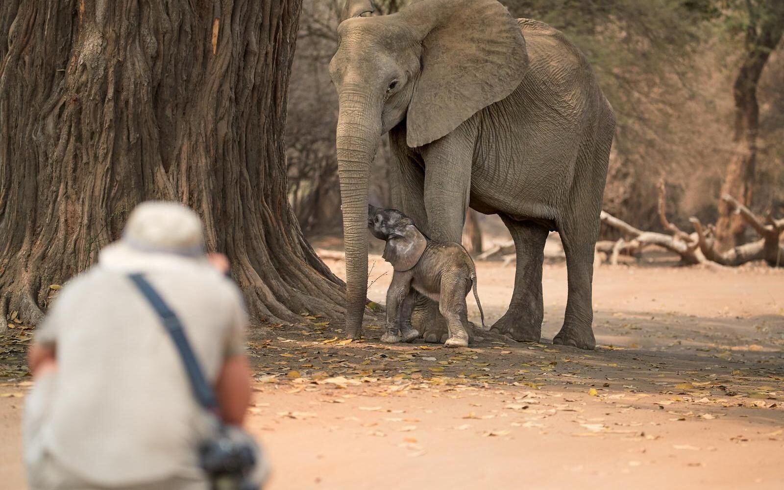 A walking safari in Mana Pools, Zimbabwe, capturing an incredibly intimate and rare moment between a mother elephant and her newborn calf.