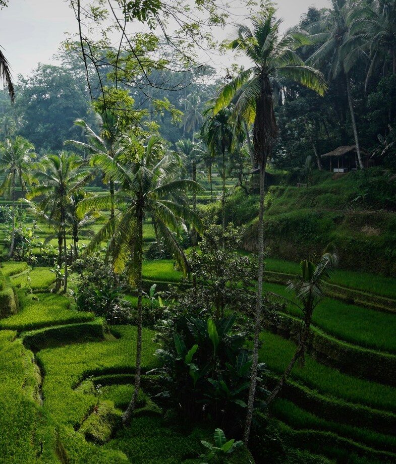 Saffron-robed monks in the sacred temples of Angkor Wat in Cambodia and the lush green rice terraces of Bali, Indonesia.