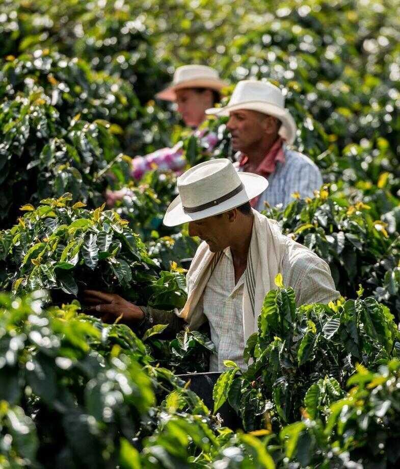 Blue skies are the backdrop for Colombiax27;s colourful building and a group of men deep in the valley of the Coffee Triangle