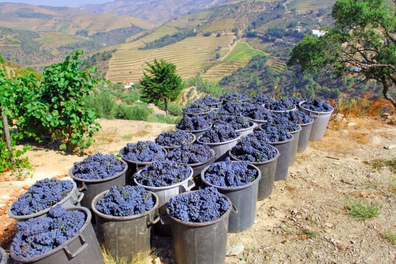 Buckets of grapes from the grape harvest in the Douro Valley