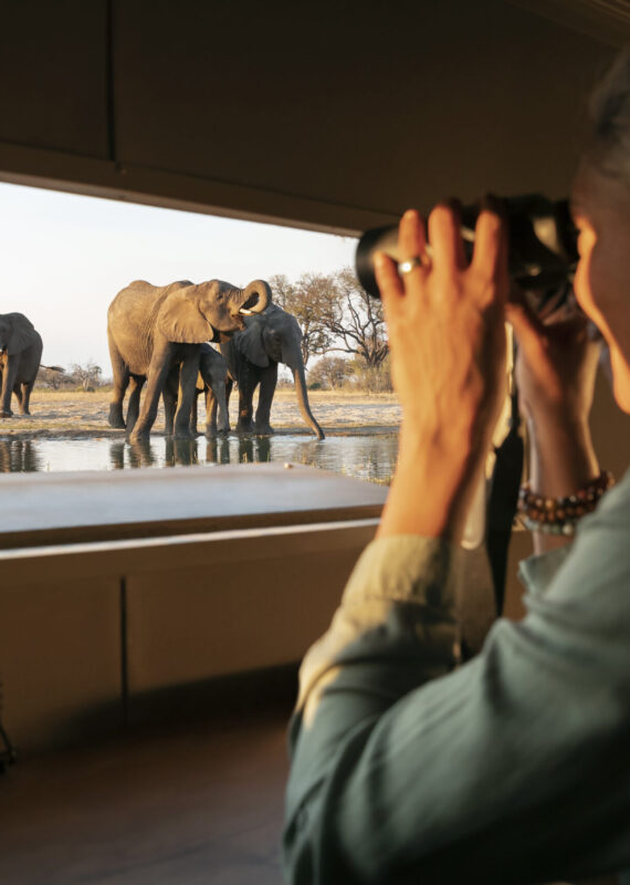 A woman looks at elephants around a waterhole from inside a hide at Linkwasha.