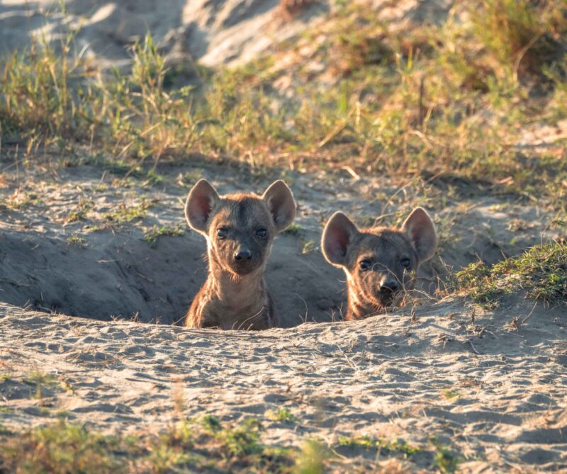Animal, Canine, Dog, Mammal, Pet, Pig, Soil, Wildlife