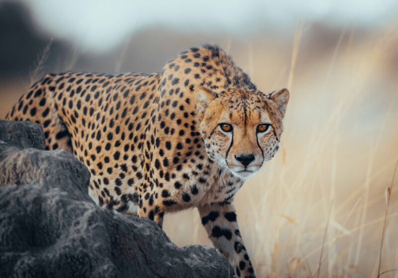 Luke Stackpoole, Hwange Wildlife, Zimbabwe