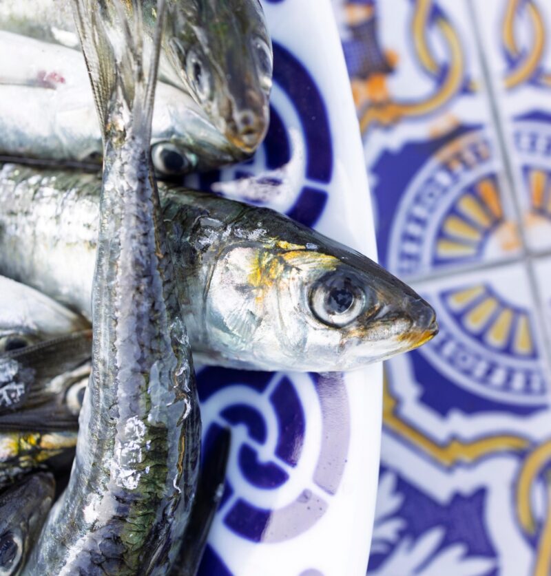 Fresh sardines on a decorative plate with a traditional portuguese tile background, ready for grilling
