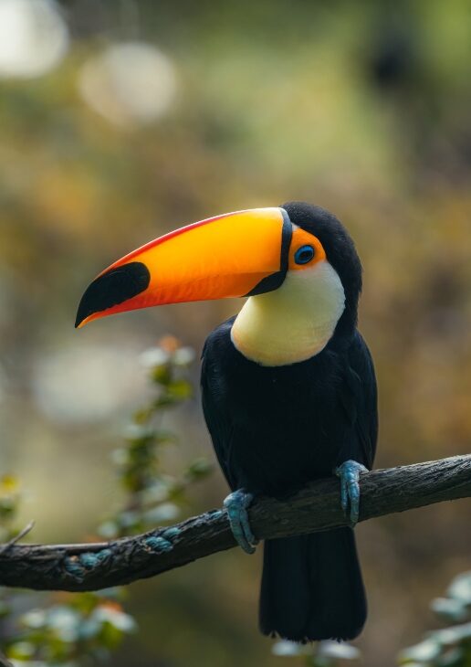 A vibrant toucan perched on a branch in the Brazilian rainforest, its colorful beak and plumage highlighted against the lush green foliage.