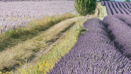 beautiful lavender landscape in Provence France