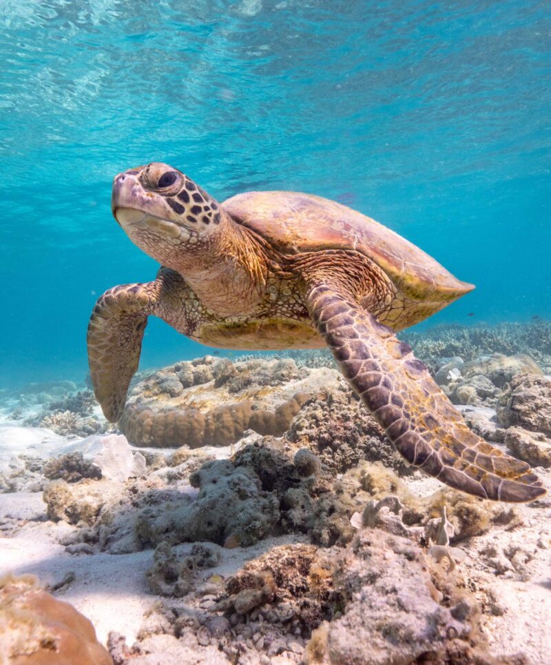 Snorkelling with green sea turtle at Hardy Reef in the Whitsundays on the Cruise Whitsundays day trip to Reef World.