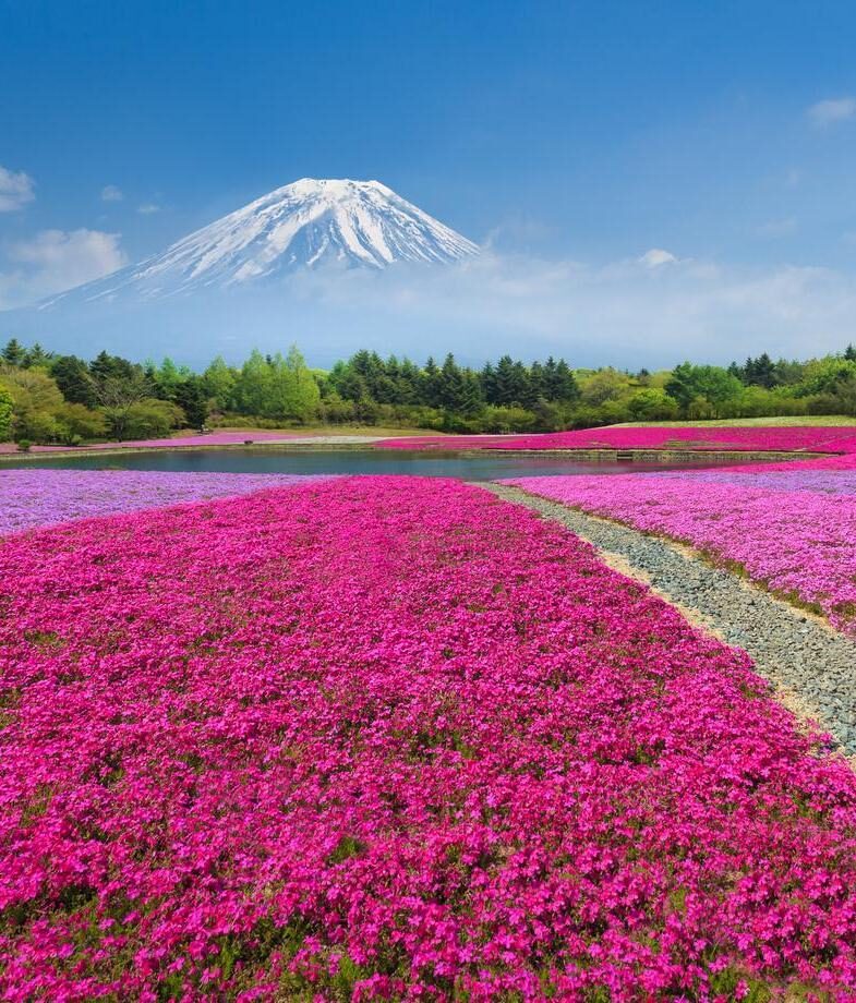 Fields of pink moss phlox with Mount Fuji in the background and colourful tulip beds lining the canals and pathways of Keukenhof Gardens in the Netherlands.