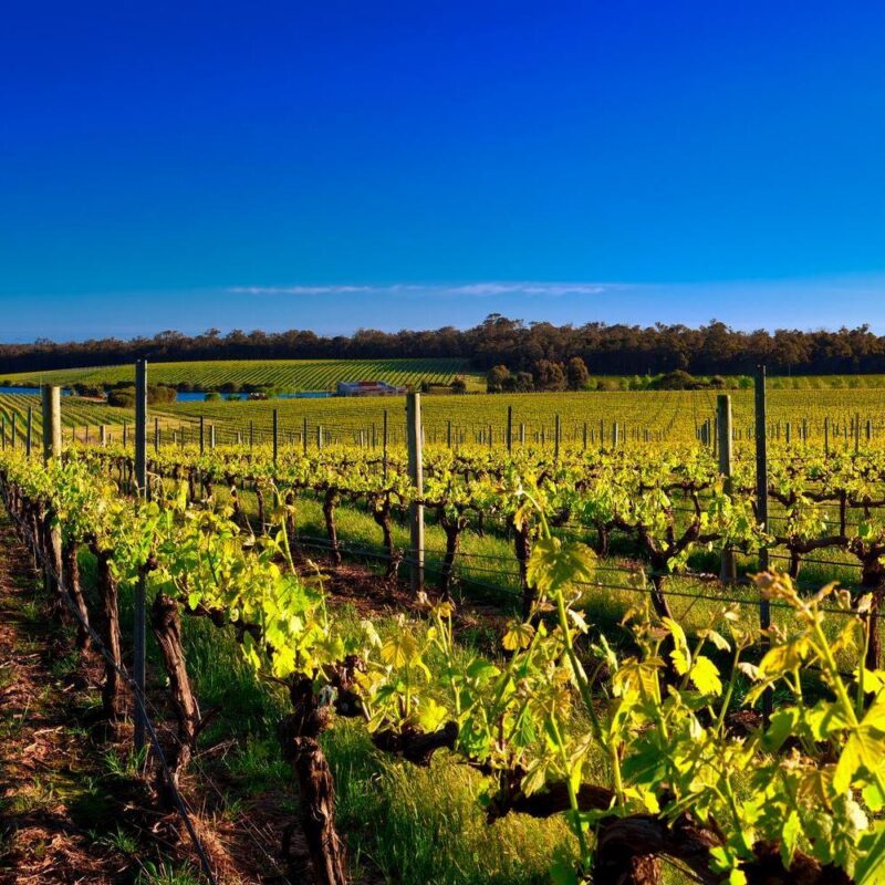 Vineyards in Margaret River