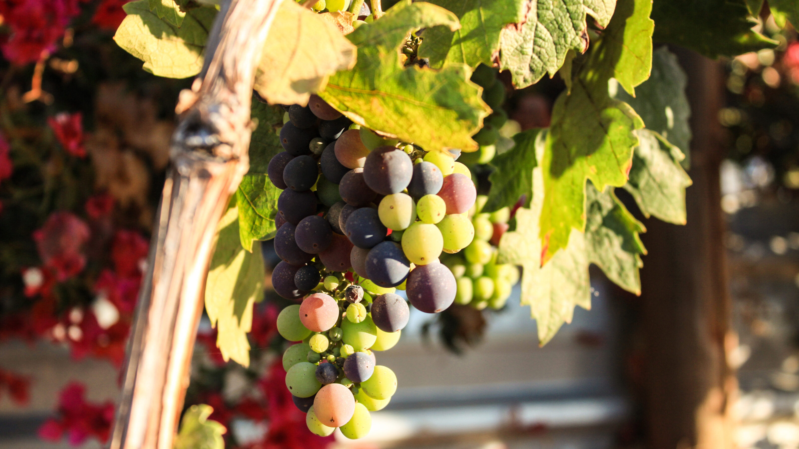Wine, Whales and Wonders of Mexico