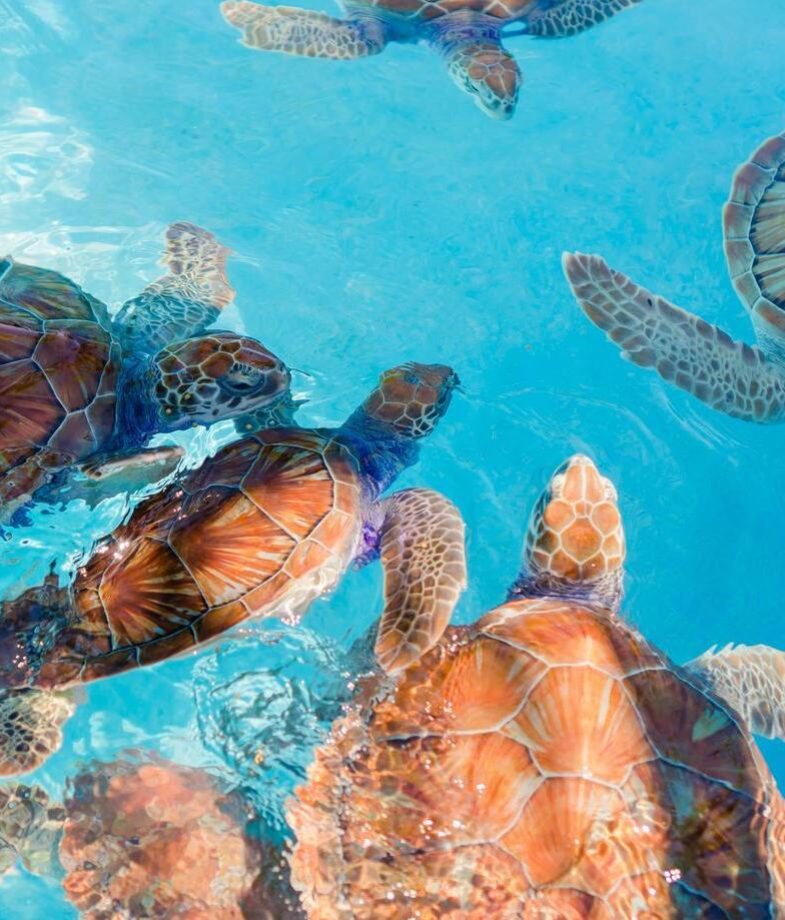 A cenote in the Yucatán Peninsula, and sea turtles off the coast of the Mayan Riviera