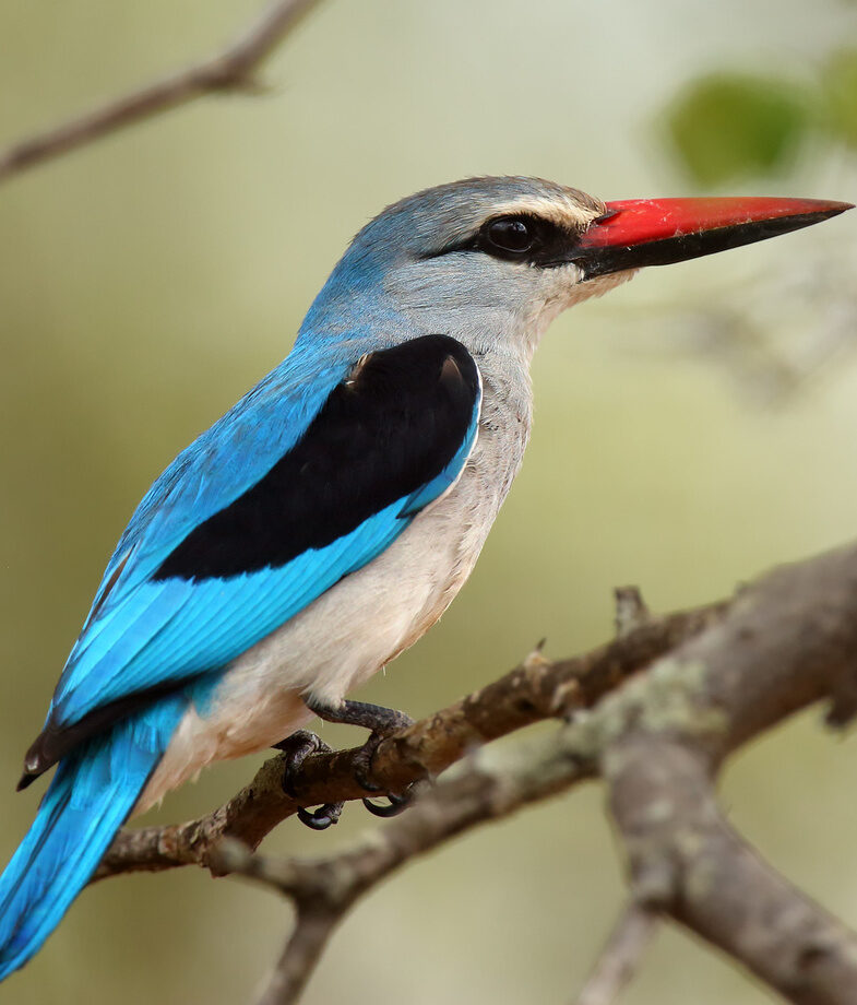 Walvis Bay’s lagoons filled with flamingoes and a woodland kingfisher in the Caprivi Strip for some of the best birdwatching opportunities in Namibia.