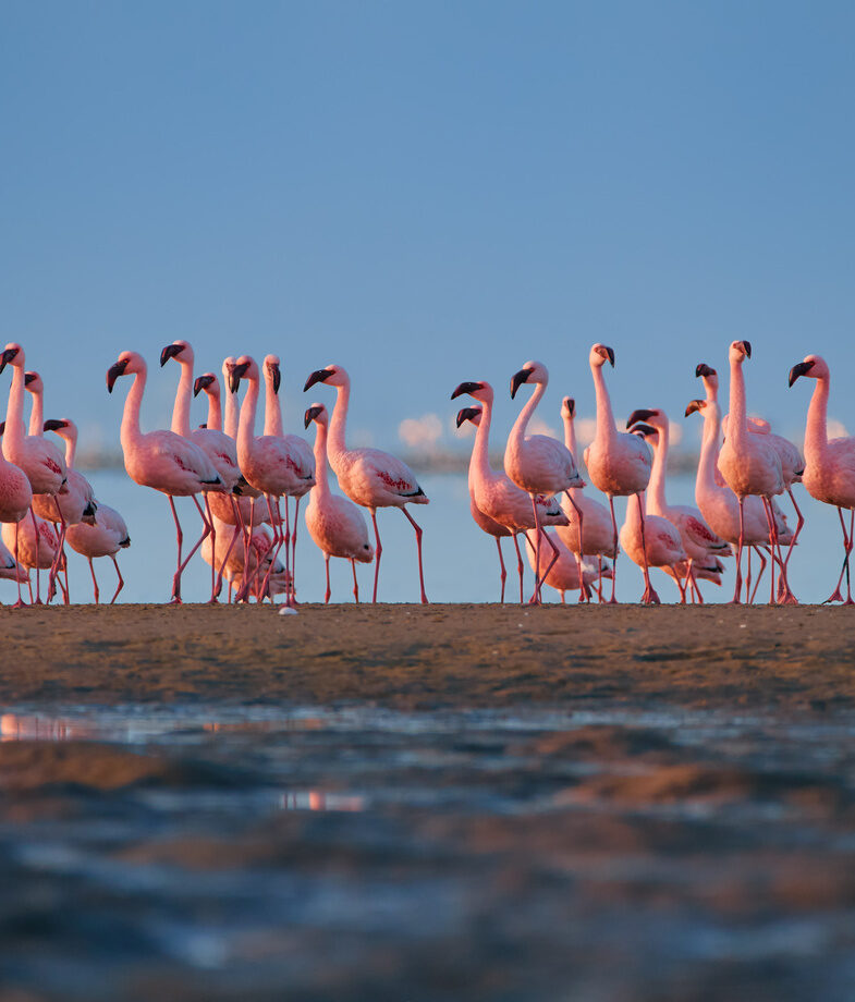 Walvis Bay’s lagoons filled with flamingoes and a woodland kingfisher in the Caprivi Strip for some of the best birdwatching opportunities in Namibia.