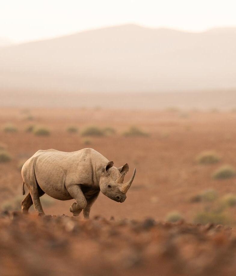 a desert-adapted black rhino roaming the arid landscapes of Damaraland.