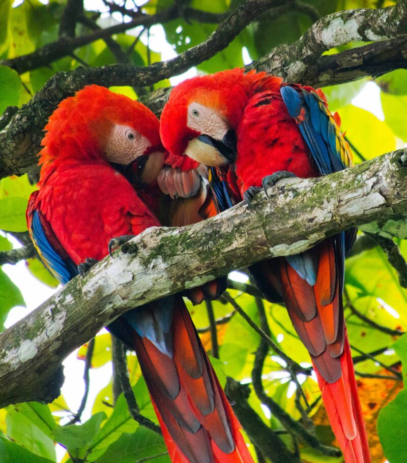 Two red and blue scarlet macaws preening each other on a branch during luxury central america tours.