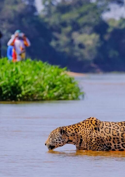 A jaguar wading through water in the Pantanal