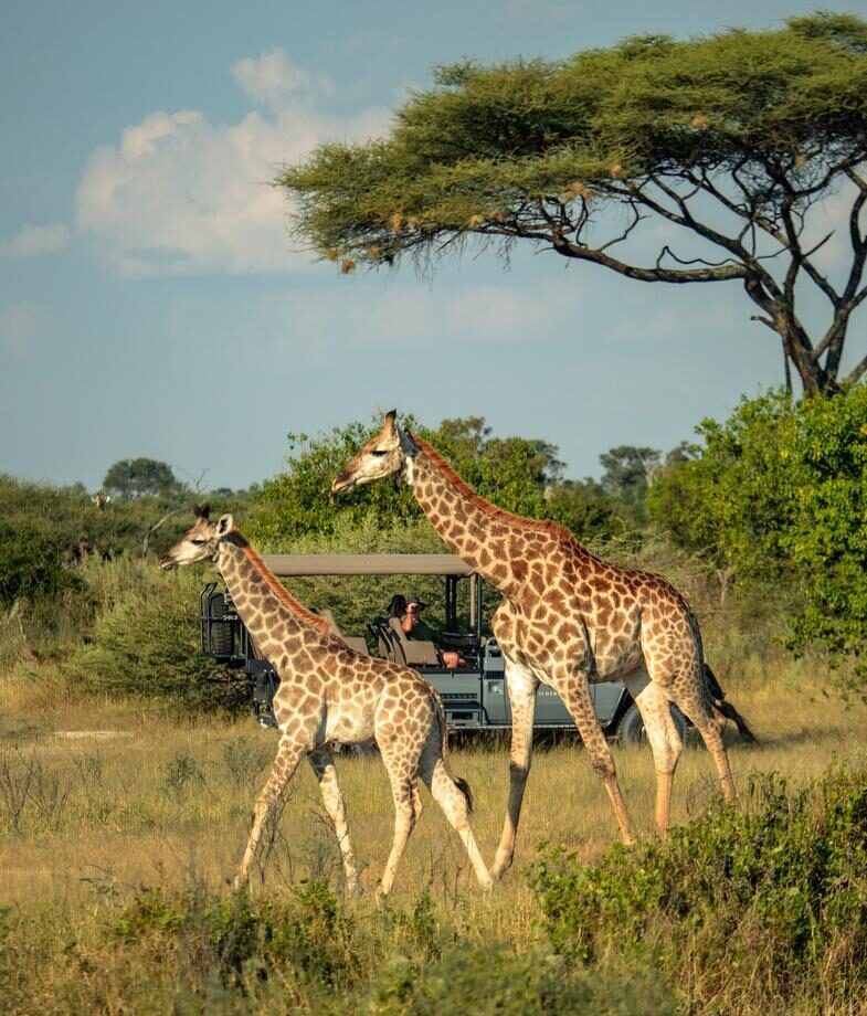 July and August are great months to explore the flooded Okavango Delta by boat, or on a game drive