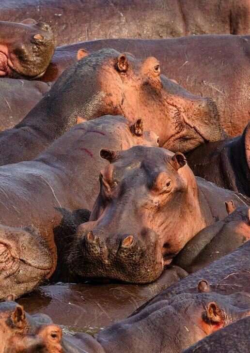Hippos stood closely together in a river