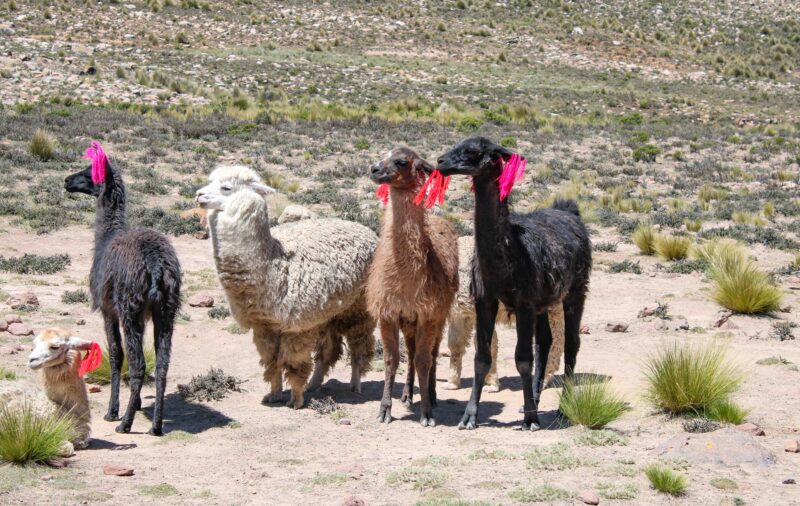 Lamas marked with red stripes at the meadows of the Altiplano mountain region in Peru