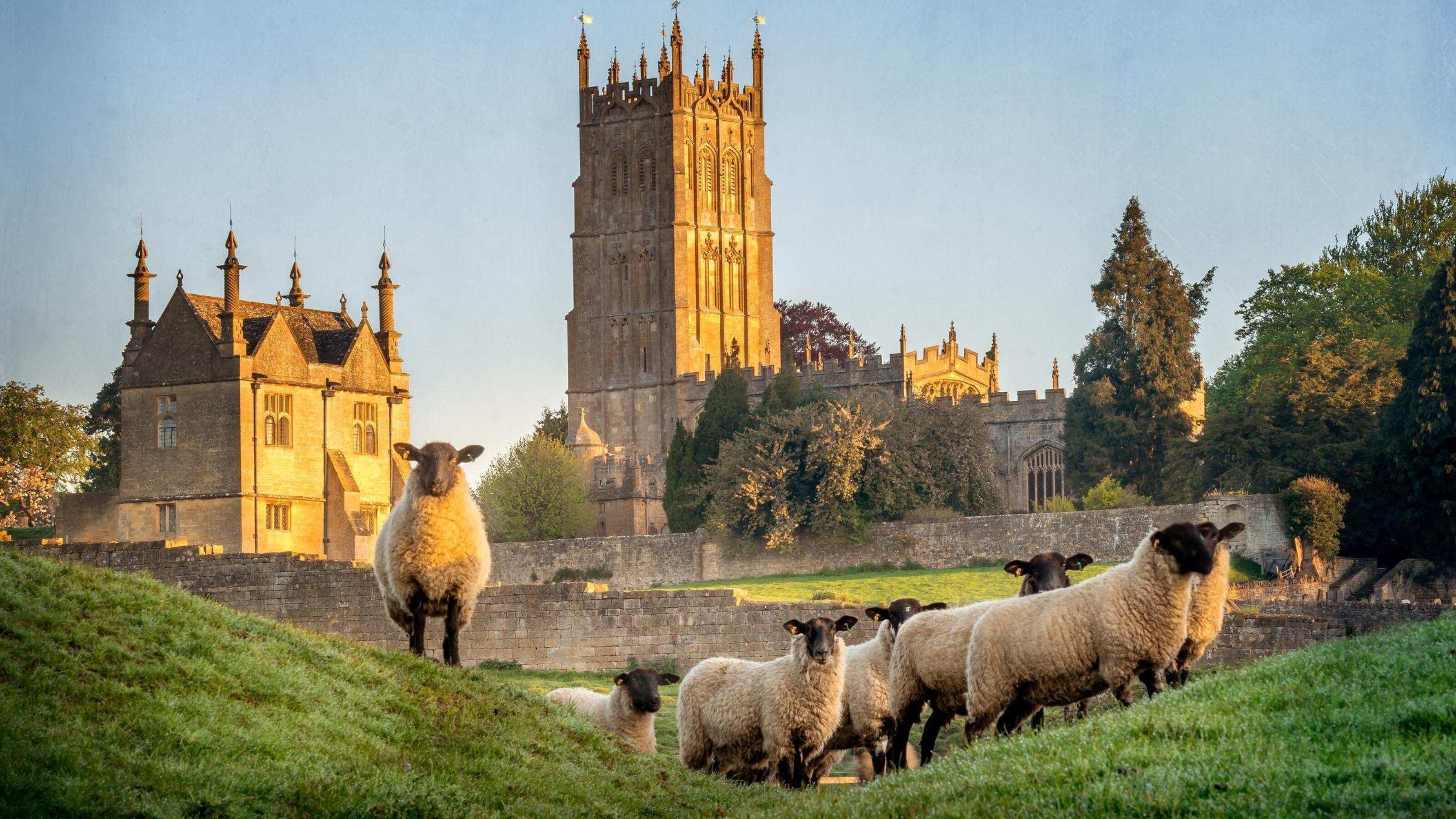 Sheep in a field in front of a church in the cotswolds