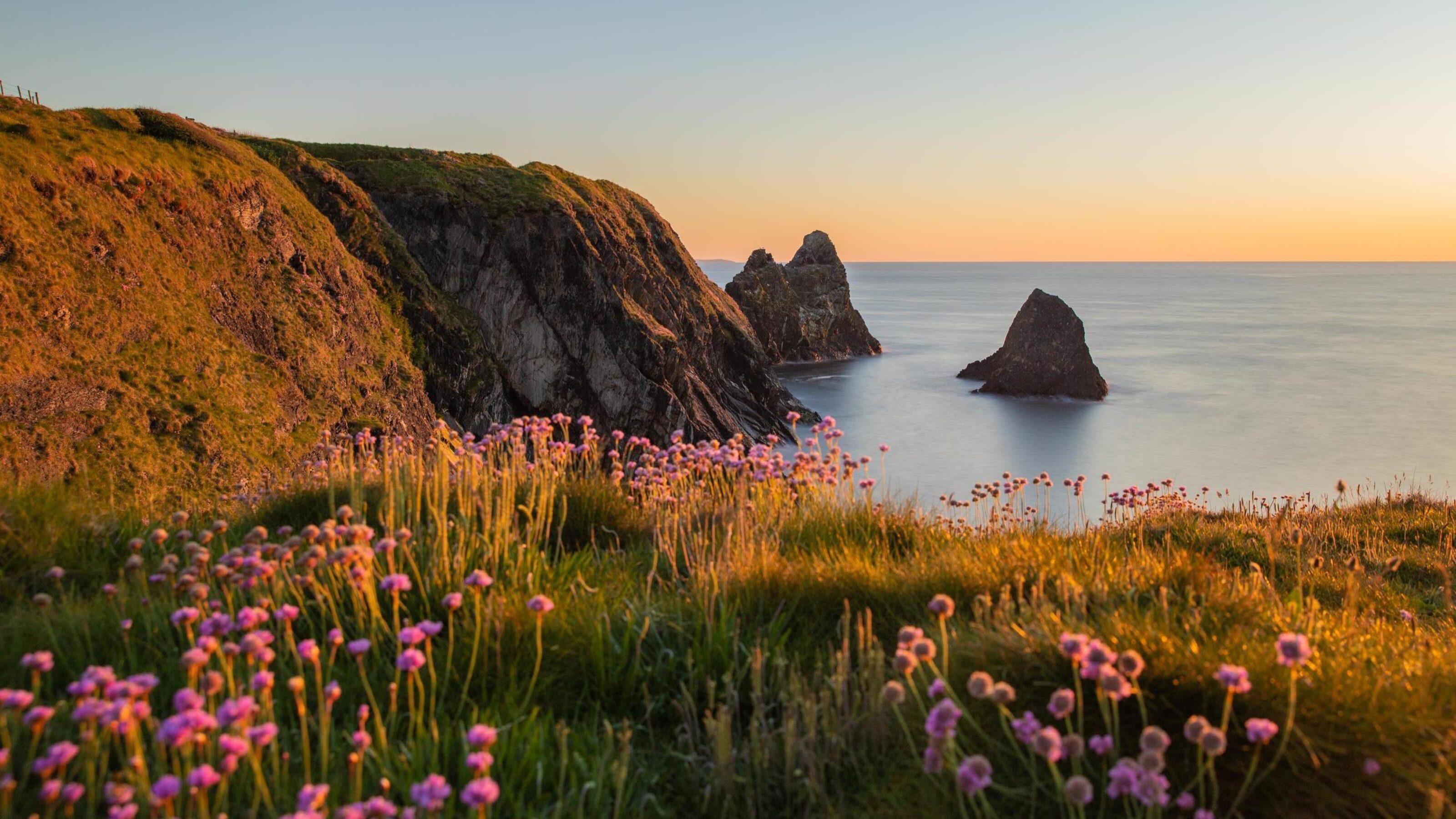 The coast of Ceibwr in Pembrokeshire, Wales with pink sea thrift