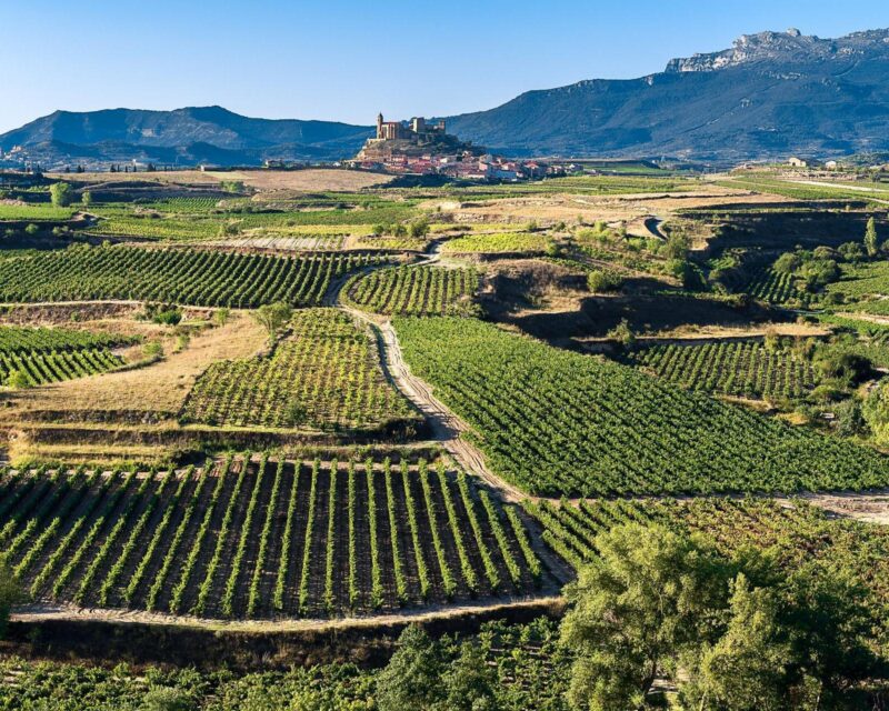 Vineyard San Vicente de la Sonsierra as background La Rioja Spain